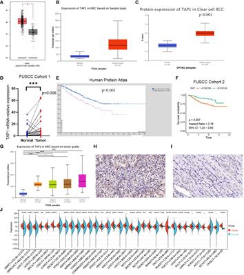 The expression and prognostic value of transporter 1, ATP binding cassette subfamily B member in clear cell renal cell cancer with experimental validation